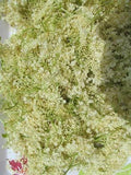 Elderberry Flowers Dried - Wild Harvest from the Appalachian Mountains