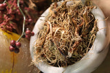 False Solomon's Seal - Wild Harvested Fresh Herbs