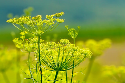 plant fennel seeds Fennel Seeds