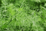 Fennel Seeds - Grow your own Herbs