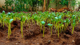 Fenugreek Seeds - Grow your own Herbs