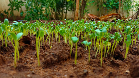 Fenugreek Seeds - Grow your own Herbs
