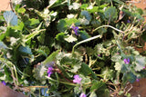 Ground Ivy Herb,  Appalachian Mountains Wild Harvest
