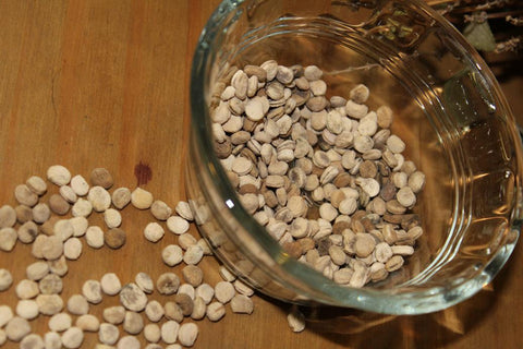 where to buy ginseng seeds for planting Ginseng Seeds