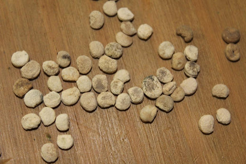 where to buy ginseng seeds for planting Ginseng Seeds