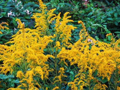 a plant grown from a round yellow seed Goldenrod Seeds