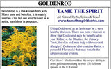 Goldenrod Seeds - Grow your own Herbs