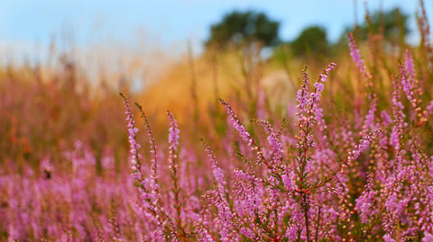heather flower seeds Heather Seeds