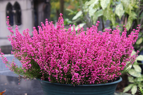 heather plant seeds Heather Seeds