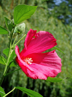 Hibiscus Seeds - Grow your own Herbs!