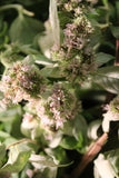 Wild Mint Herb - Wild Harvested fresh from the Appalachian Mountains