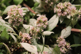 Wild Mint Seeds - Grow Your own Herbs!
