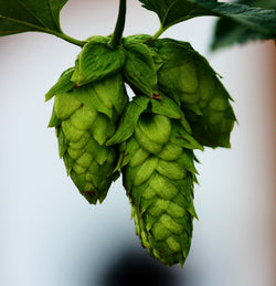 Hops Seeds - Grow your own Herbs!
