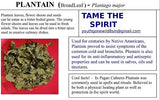 Plantain Herb - Wild Harvested in the foothills of the Appalachian Mountains