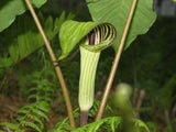 Jack in the Pulpit Seeds