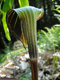 Jack in the Pulpit Seeds