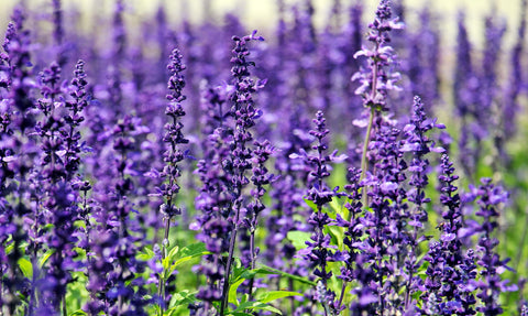 French Lavender Seeds - Grow your own Herbs