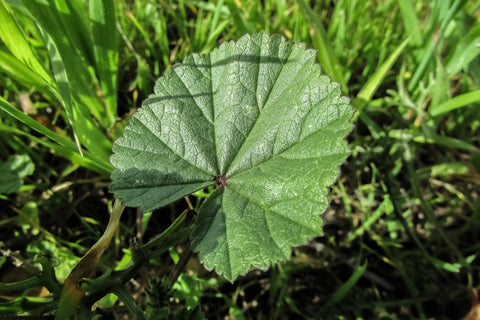 marshmallow plant seeds Marshmallow Seeds