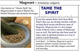 Mugwort Seeds - Grow Your own Herbs !