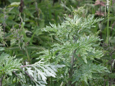 mugwort plant seeds Mugwort Seeds