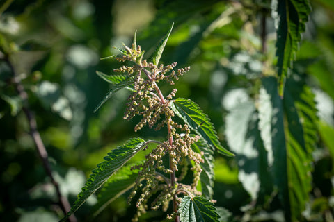 nettle seeds for planting Nettle Seeds