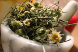 Ox-Eye Daisy - Field Daisy, Wild Harvested Herbal Tea from the Appalachian Mountains