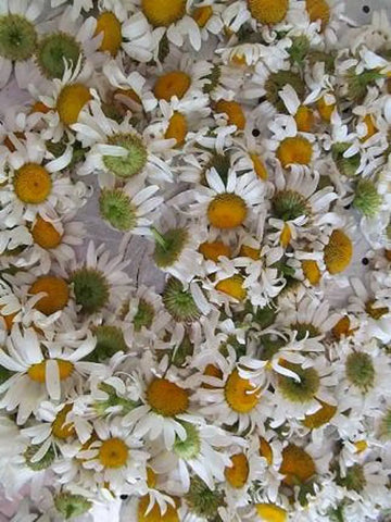 Daisy Flowers, Dried - Wild Harvested – Tame the Spirit