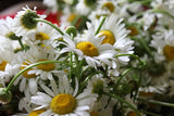 Daisy Flowers, Dried - Wild Harvested