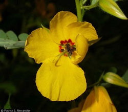 Partridge Pea Seeds - Grow Your own Herbs !