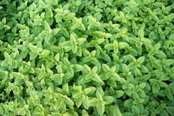 Peppermint Leaf Herb