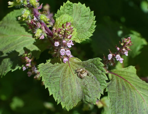 perilla seeds for planting Perilla Seeds, Mint Species