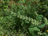 Perilla Tea - Shiso Herb, Mint Species