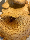 Pheasant Back Mushroom, ( dryad’s saddle )