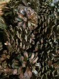 Pine Cones - Dried for Ornaments & crafts,