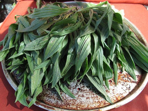 Narrow Leaf Plantain  - Wild Harvested in the Appalachian Mountains