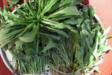 Narrow Leaf Plantain Seed - Grow your own Herbs !