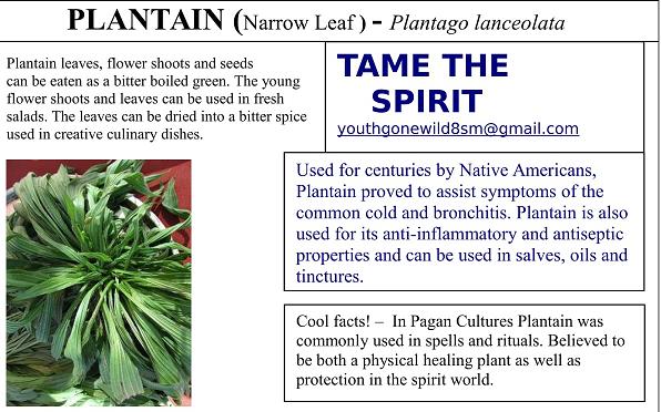 planting plantain seeds Narrow Leaf Plantain Seed