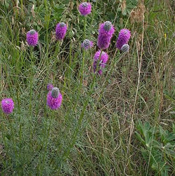 Purple Prairie Clover Seeds