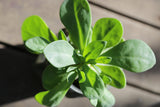 Purslane Seeds - Grow your own Herbs!