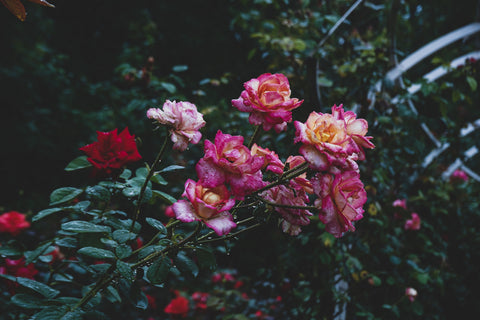 angel rose seeds Rose Seeds