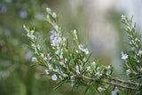 Rosemary Seeds - Grow your own Herbs