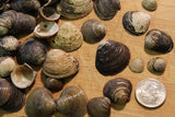 Craft Shells - Over 100 Pieces