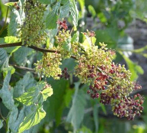 spike plant seeds Spikenard Seeds
