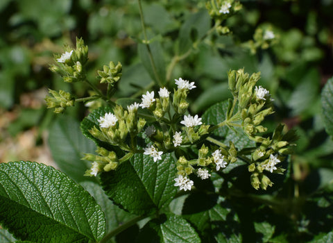 stevia plant seeds Stevia Seeds