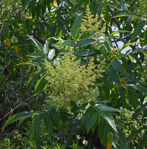 planting sumac seeds Sumac Tree Seeds