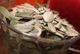 Uva Ursi Leaf - Kinnikinnik Herb