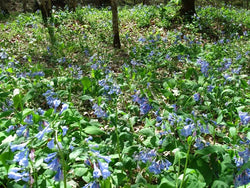 Virginia bluebells Seeds - Grow Your own Herbs!