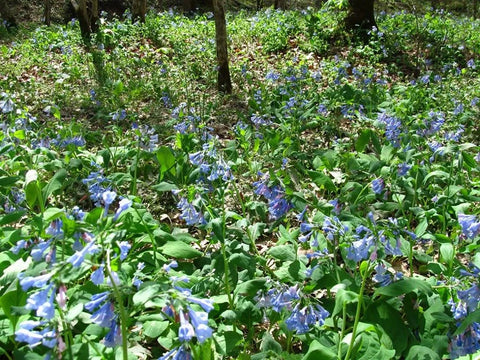 planting virginia bluebell seeds Virginia bluebells Seeds