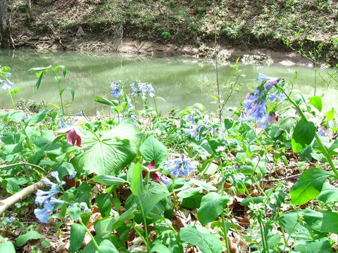 planting bluebells from seed Virginia bluebells Seeds