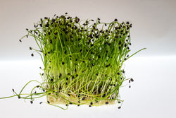 Watercress Seeds - Grow Your own Herbs!